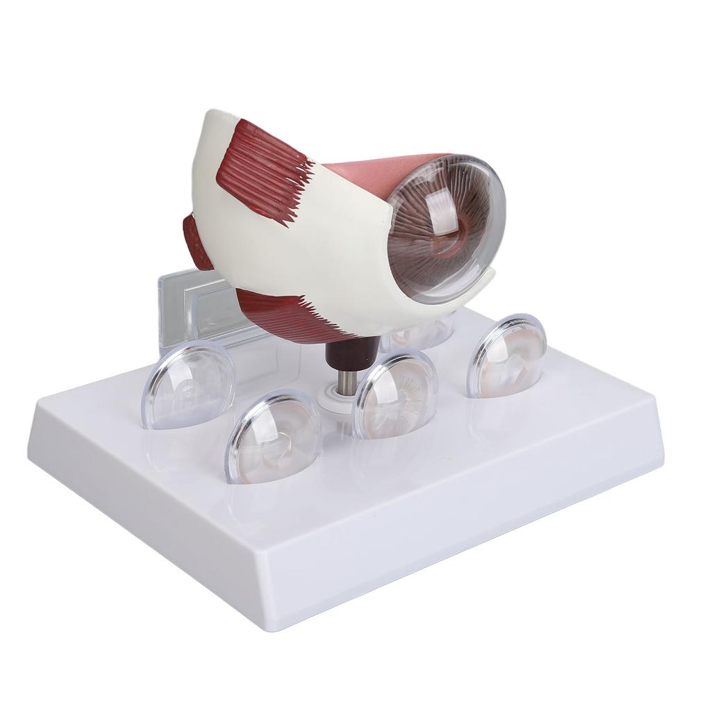 Human Eye Anatomical Model Accurate Display Enlarged Medical Eyeball Explanation Model with Card