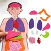 Body Human Organ Puzzle Science Educational Diy Set Cognitive Development Kids