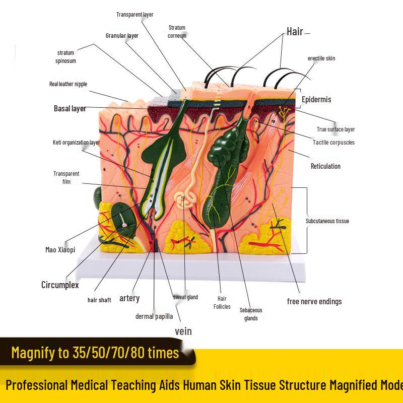50x Magnified Human Skin Tissue Anatomical Model for Medical and Beauty Training