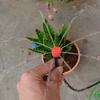 50 Pcs Irrigation Plastic Micro Flow Dripper Drip Head Irrigation Sprinklers Adjustable Water Drippe
