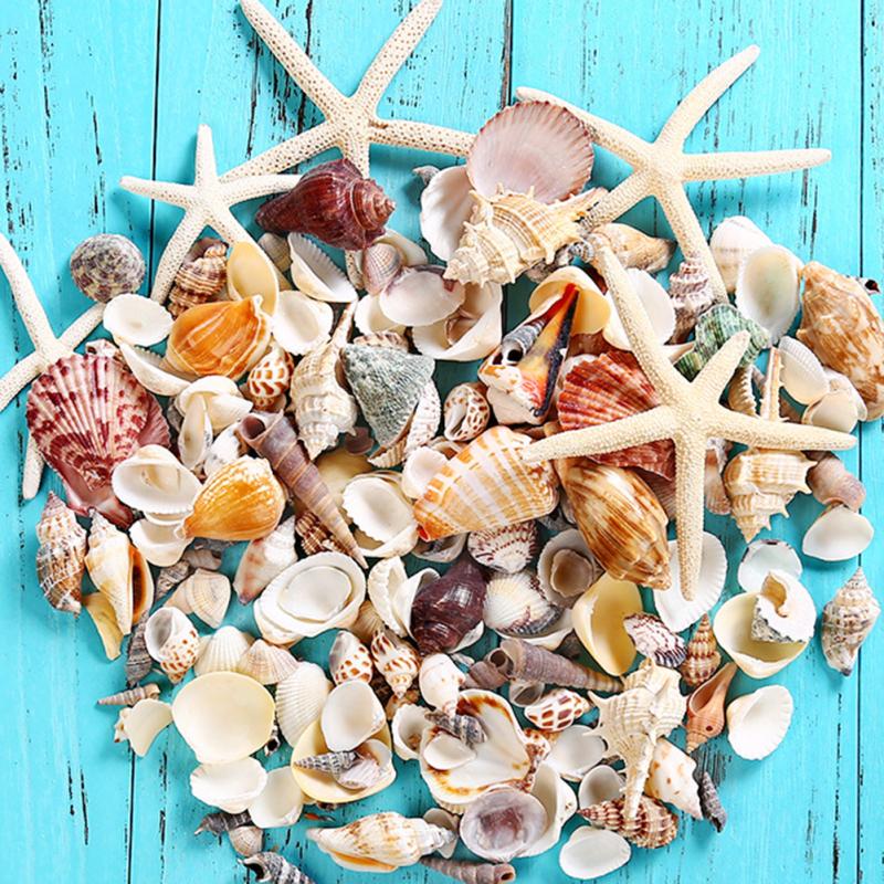 Factory Supply Natural Real Sea Shell Home Decoration Rose Branch Murex Screw La - Foto 5