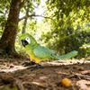 Wild Animal Simulation: Flying Parrot & Peacock Model Toy Ornament for Kids