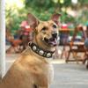 Durable Leather Dog Collar Cool Spiked Studded Collars for Medium Large Dogs Genuine Leather Pet Collar Pitbull  Bulldog Brown