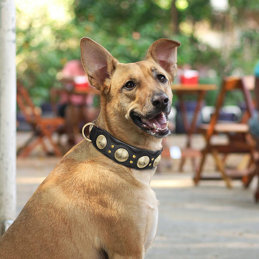 Durable Leather Dog Collar Cool Spiked Studded Collars for Medium Large Dogs Genuine Leather Pet Collar Pitbull  Bulldog Brown