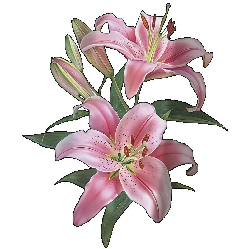 Black Loose Fit T Shirt With Pink Lily Flower Print For Casual Wear