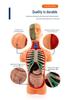 Children's STEM Educational Human Skeleton & Organs Model Teaching Aid