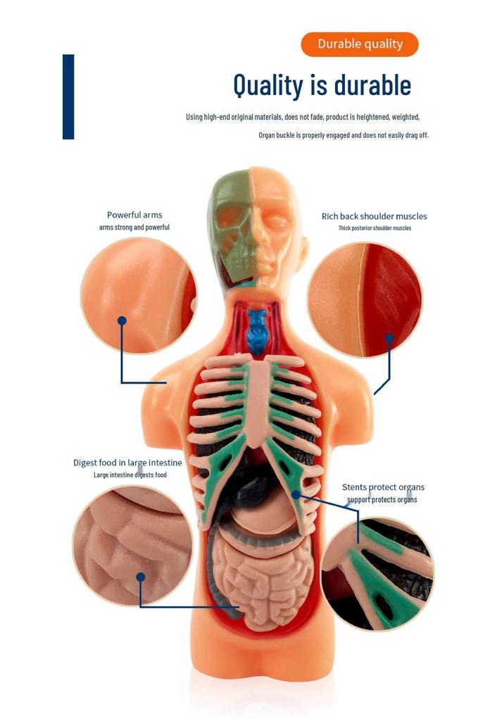 Children's STEM Educational Human Skeleton & Organs Model Teaching Aid