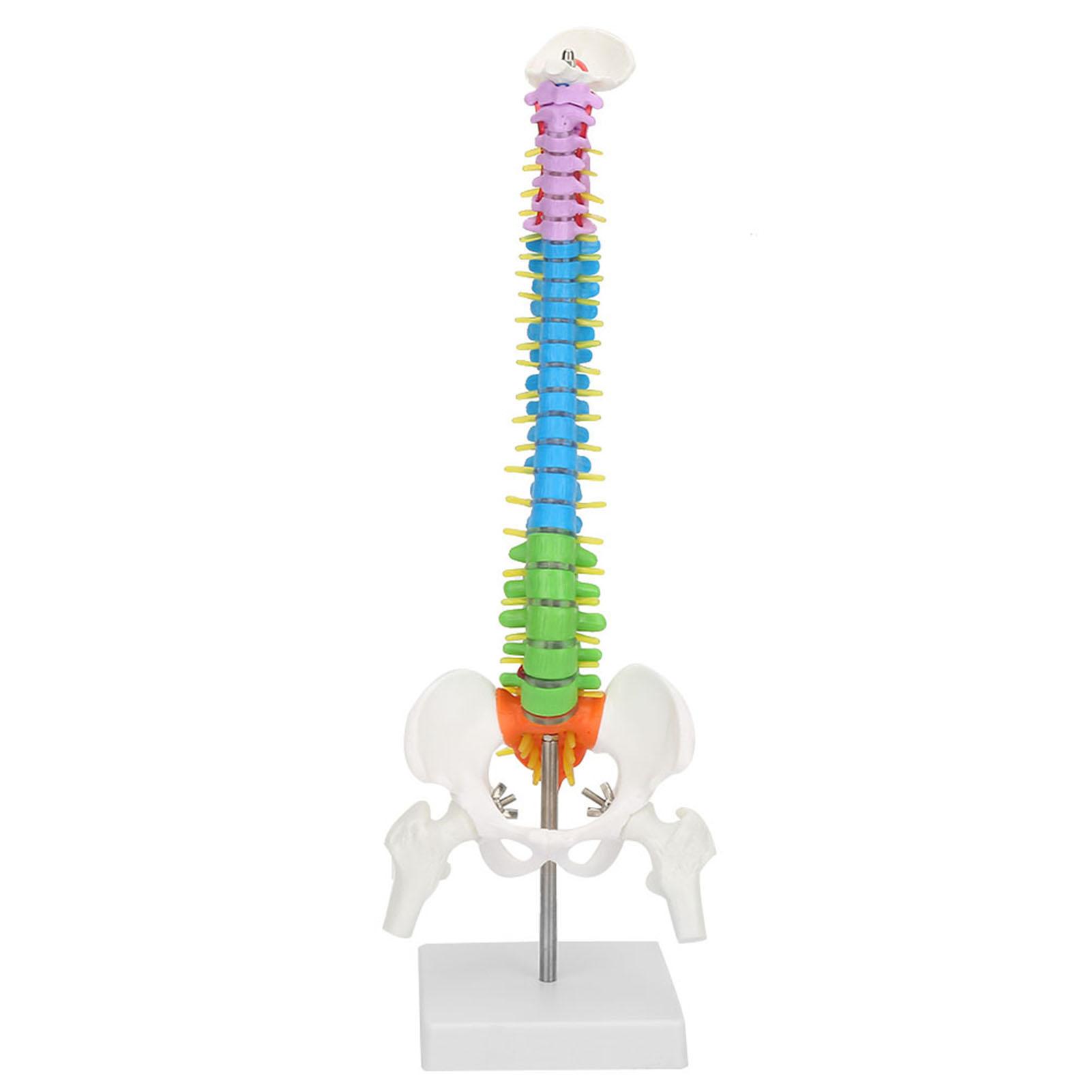 

New Colored Life Size Flexible Anatomical Human Skeleton Spine Model with Pelvis Femur 45cm