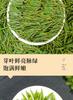 Jieying Anji White Tea Premium Mingqian Green Tea 2026 New Tea 250g Gift for Elderly To Drink by Yourself