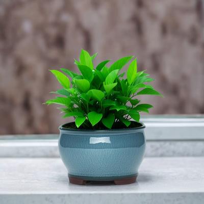 Dekoracje domowe – Ozdobne doniczki