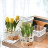 Tulip Bulb Planter Hydroponic Plant Growing Container with Clear Water Reservoir Multi-Hole Hydroponic Planter for Home Gardening Narcissus Hyacinth