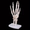 Medical Props Model Free Postage Hand Joint Anatomical Skeleton Model Human Medical Anatomy Study Tool Life Size