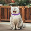 TPR Calming Collar Necklace Adjustable 38cm Stress Reduction Collar Waterproof Relieve Anxiety Remove Restlessness Pet Products