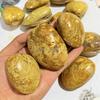 Yellow Madagascar Clam Stone Fossil Natural Bivalve Shell Specimen for Geology Study Desktop Paleo Ornament