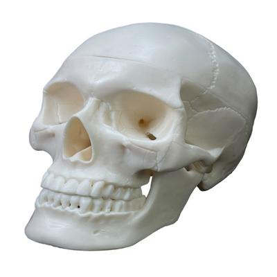 Menschliches Schädelmodell, 2-teilige medizinisch-anatomische Schädelreplika, Schädelkappe