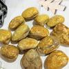 Yellow Madagascar Clam Stone Fossil Natural Bivalve Shell Specimen for Geology Study Desktop Paleo Ornament