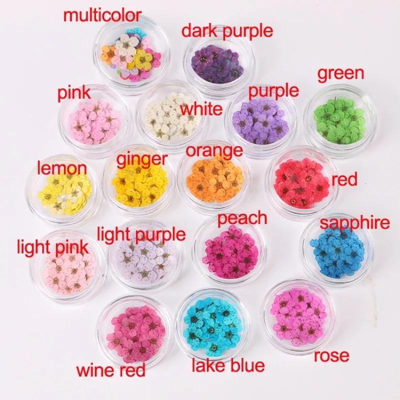 20pcs/Box Nail Art Dried Flowers Spirea Small Plum Narcissus Nail Art Color Mixed Flower Dried Flower Patch DIY Nail Decoration