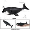 Marine Life Cognitive Toy Set: Sperm Whale, Shark, Bowhead Whale, Blue Whale