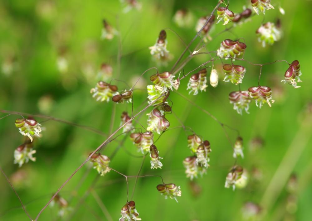 SAFLAX Jardin en sachet - Brize intermédiaire - 75 graines - Avec substrat dans un sachet debout adapté - Briza media