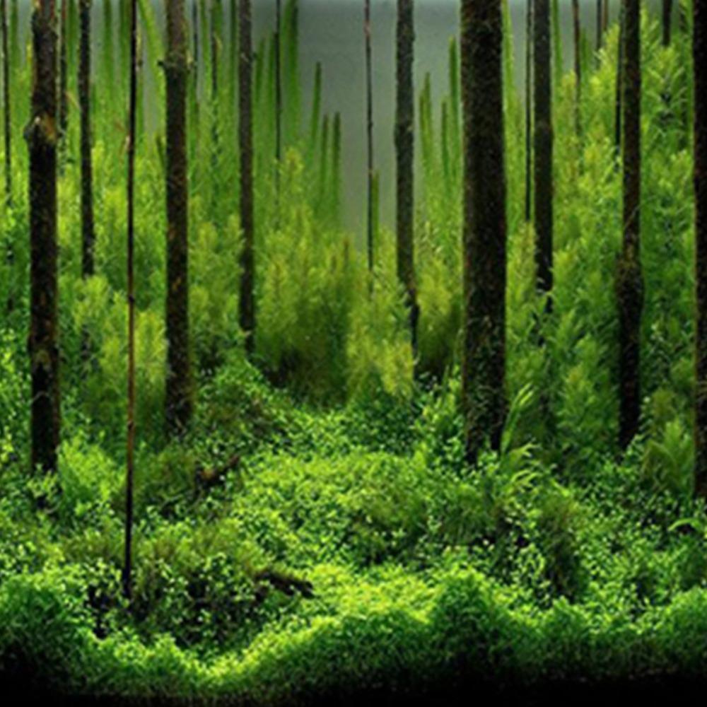Forest Fish Tank Poster 61*30cm Underwater Forest Poster Beautiful Tank Backdrop  Aquarium
