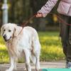 Cable Slip Lead Dog Leash Chew Proof Steel Wire Dog Leash with Nylon Handle for Teething Puppies Large Dogs Training Cord Leads