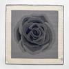 Summer New Silk Scarf Classic Plaid Rose Silk Wool Mixed Imitation 61cm Chinese Square Scarf Variety Silk Scarf Shawl