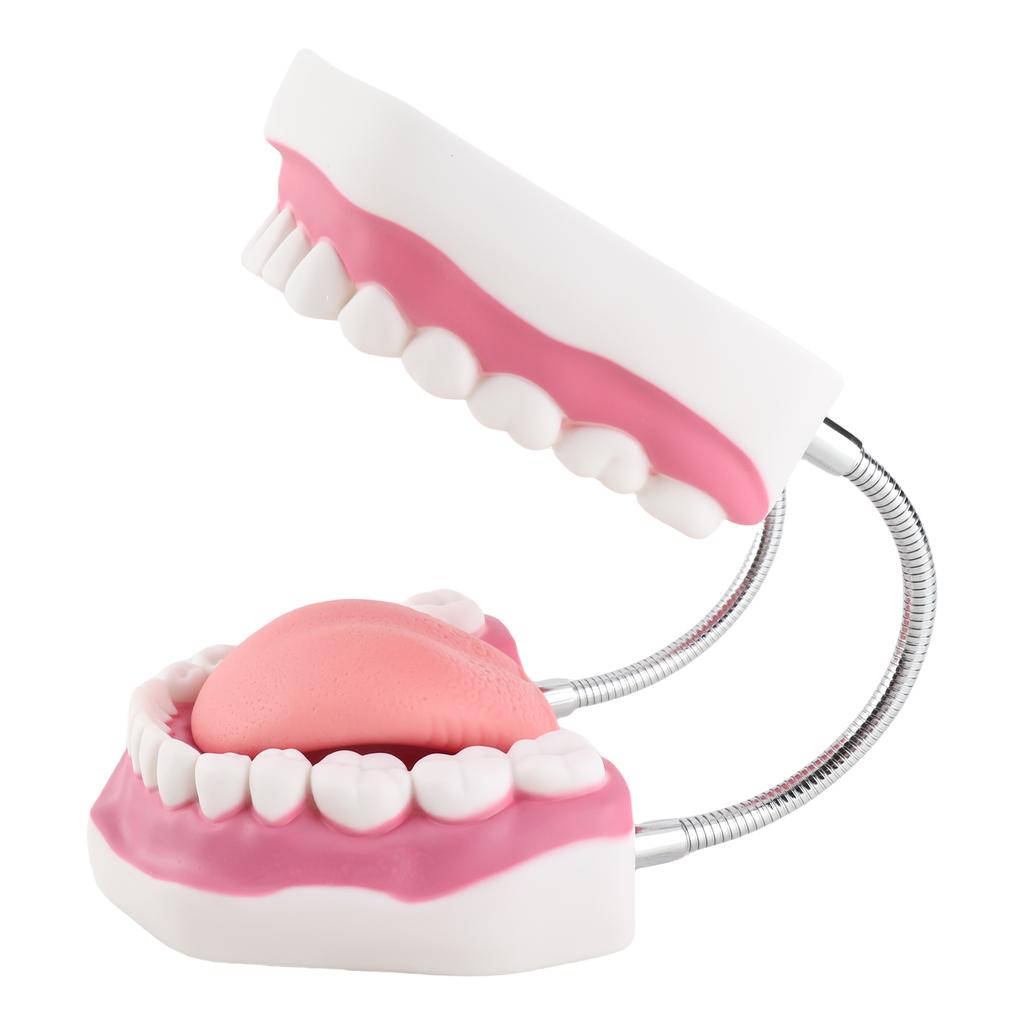 Teeth Model Demonstration Teaching Teeth Model for Kindergarten