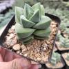 Jizhichuan Succulent Plant Set: Beginner-Friendly Indoor Greenery for Office or Home