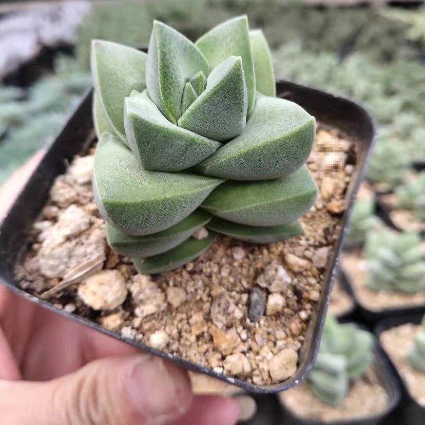 Jizhichuan Succulent Plant Set: Beginner-Friendly Indoor Greenery for Office or Home