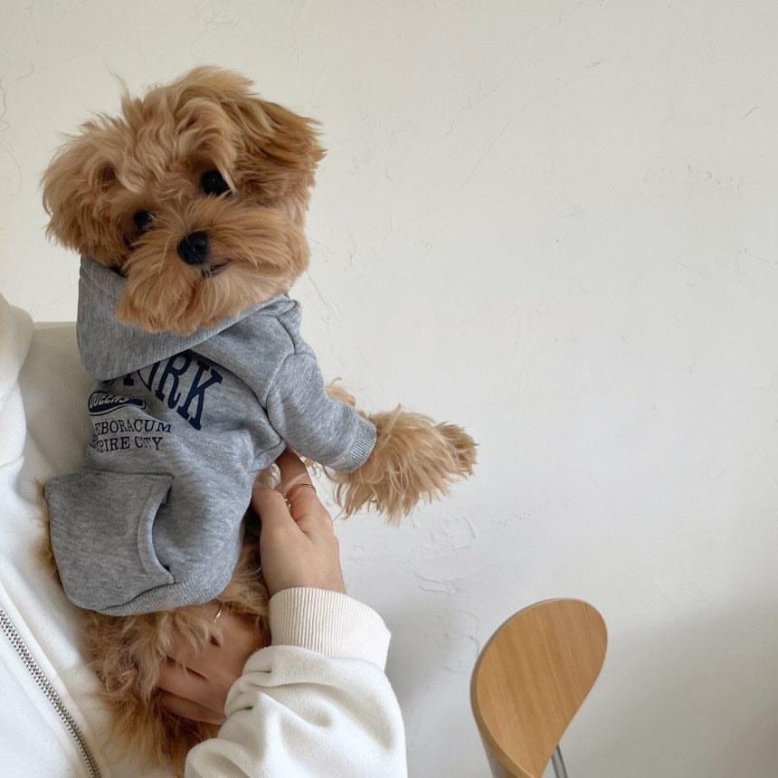 Autumn and Winter Pet Sweatshirts Warm Clothes for Dogs Teddy Letter Print Hoodies Bichon Frise Fleece Two-Legged Clothes
