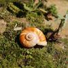 Sea Snail Shell 3CM Natural Exquisite Small Seashell for Fish Tank Decor and DIY Crafts Gift Collection