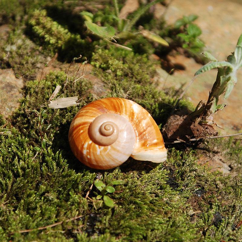 Sea Snail Shell 3CM Natural Exquisite Small Seashell for Fish Tank Decor and DIY Crafts Gift Collection