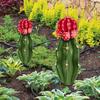 Cactus Garden Stake Acrylic Cactus Yard Art Outdoor Cactus Statue Sculpture Ornament for Garden Lawn Ground Yard Decorations