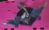 [USED] Monster Hunter Monster Hunter Figure Diablos