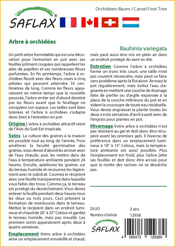 SAFLAX Camel Foot Tree - 8 Seeds - Bauhinia Variegata