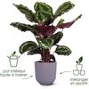 ELHO Lot de 3 pots de fleurs rond Jazz - Ø14xH13,1, Ø16xH15,3, Ø19xH17,6 cm - 7 L - Lila et Blanc