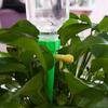 Automatic Drip Irrigation Spike, Adjustable Self Watering Dripper Device for Flower Potted Plants, Garden Greenhouse Auto Watering System Accessory