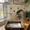 Creative Hanging Parrot Climbing Net Colorful Star Chewing Biting Bird Swing Rope Bird Swing with Hook Bird Hammock Indoor