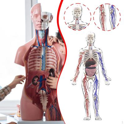 Human Body Model for Kids Figure Halloween 3D Educational Toys Organs Interactive Science Boys and