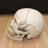 1:1 pryskyřičná socha lebky, vzdělávací a malířská, specializovaná lékařská modelová sada, realistický bytový dekorační 3D model lebky 19*15*14 cm
