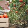 Tomaten-Rollhaken Seil Gewächshaus Gemüseanbau Stütze Aufhänger Ranke Spalier Schnur Hängehaken Gartenpflanze Kletterklemme