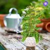 Eisen Gartenstecker Rankgitter für Topfpflanzen Gartenrankgitter für Kletterpflanzen Stapelbares Pflanzenrankgitter Innen Außen
