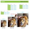 Realistic Lion Fleece Blanket 3D Animal Print Soft Cozy Throw Wildlife Art Design Home Decor Gift for Men and Nature Lovers