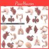 Detailed Static Pvc Model Set Of Human Organs Featuring Brain Heart And Lungs