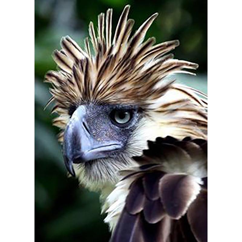 5D Diamond Painting Full Round Drill Owl Eagle Cross Stitch Animals Rhinestones Mosaic Diamond Embroidery Wall Art Home Decor