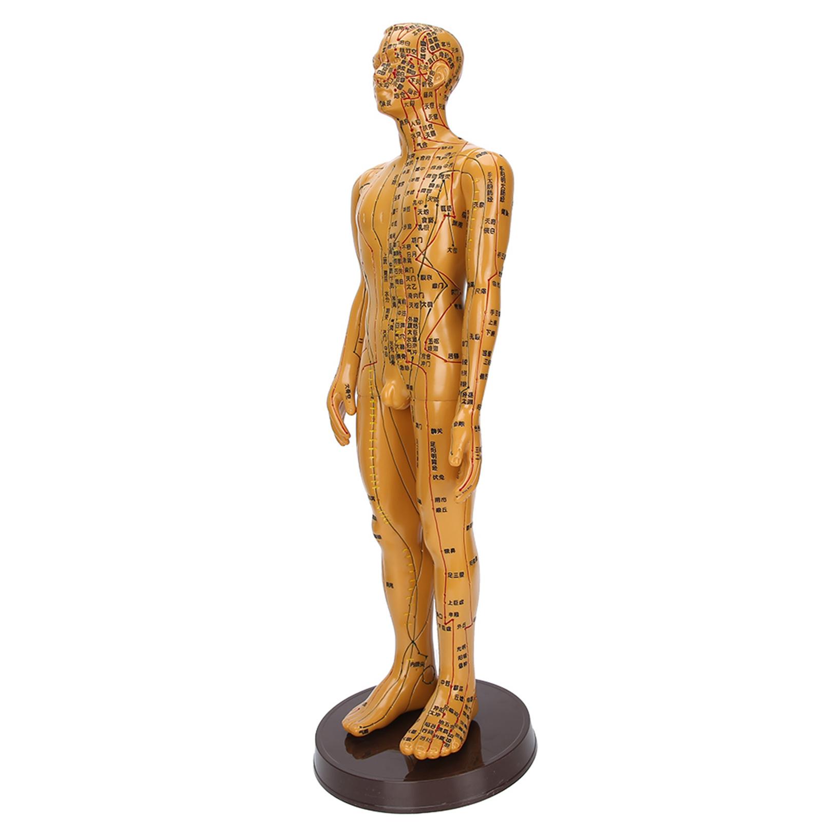 

Женский Мужской Человеческий Тело Акупунктурная Модель Медного Цвета Меридианы Акупунктурные Точки МодельМужская Модель male