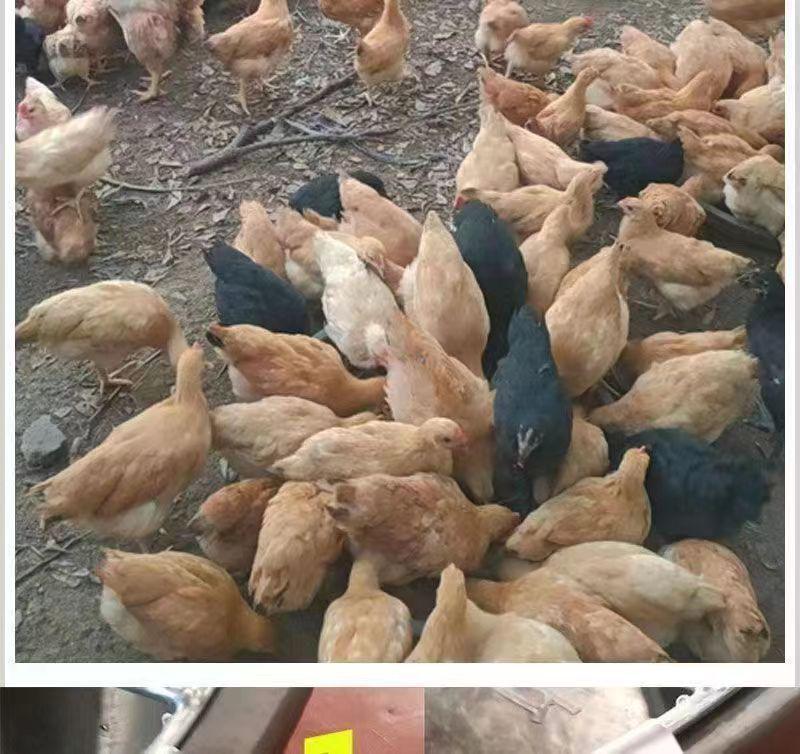 Automatic Free-Range Poultry Feeder: Chicken, Duck, Goose Trough Basin