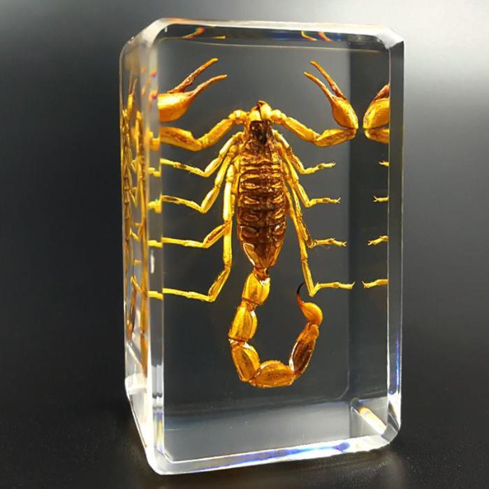 

Коллекционные образцы насекомых