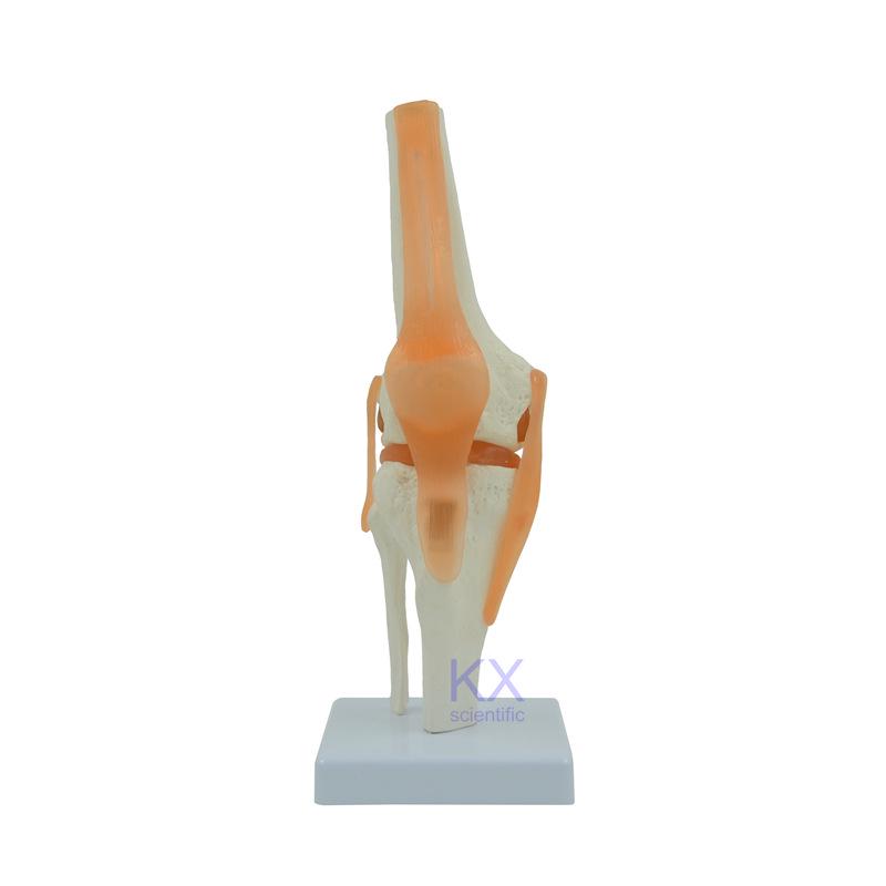 Life-Size Functional Knee Joint Model - Educational Skeletal Display 11 x 11 x 31 cm