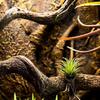 Natural Driftwood Branch Terrariums Reptile Climbing Decor Rainforest Vivarium Setup Tree Frog Gecko Habitat